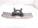 2021 Lexus Is300 Engine/motor Rear Engine Mount 2.0l Rwd 12371 36270 Replacement 2021 Lexus Is300 Engine/motor Rear Engine Mount 2.0l Rwd 12371 36270 Replacement thumbnail