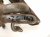 2022 Hyundai Elantra Catalytic Exhaust Manifold W/conv 2.0l Fwd 28510 2JCC0 Replacement 2022 Hyundai Elantra Catalytic Exhaust Manifold W/conv 2.0l Fwd 28510 2JCC0 Replacement thumbnail