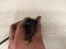 2012 Audi A6 Audi Passenger Oxygen Sensor 3.0l 06E 906 265 AP Replacement 2012 Audi A6 Audi Passenger Oxygen Sensor 3.0l 06E 906 265 AP Replacement thumbnail