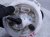 2012 Audi A6 Audi Gas / Fuel Pump (tank Mounted) 4G0 919 051 K Replacement 2012 Audi A6 Audi Gas / Fuel Pump (tank Mounted) 4G0 919 051 K Replacement thumbnail