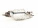 2022 Honda Odyssey Front Exhaust Manifold 18180 5MR A01 Replacement 2022 Honda Odyssey Front Exhaust Manifold 18180 5MR A01 Replacement thumbnail
