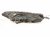 2022 Honda Odyssey Headlight Passenger Headlamp / Light 33100 THR A31 Replacement 2022 Honda Odyssey Headlight Passenger Headlamp / Light 33100 THR A31 Replacement thumbnail