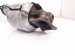 2022 Honda Odyssey Catalytic Rear Exhaust Converter 3.5l Fwd 18180 5MR A01 Replacement 2022 Honda Odyssey Catalytic Rear Exhaust Converter 3.5l Fwd 18180 5MR A01 Replacement thumbnail