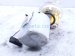 2017 Chevy Malibu Gas / Fuel Pump (tank Mounted) 85147536 Replacement 2017 Chevy Malibu Gas / Fuel Pump (tank Mounted) 85147536 Replacement thumbnail