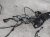 2019 Honda Civic Engine Room Harness W/fuse 1.5t Fwd 32200 TGG L72 Replacement 2019 Honda Civic Engine Room Harness W/fuse 1.5t Fwd 32200 TGG L72 Replacement thumbnail