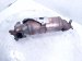 2025 Honda CR V Engine Cylinder Head Exhaust Manifold Hybrid 2.0l 18150 69F A00 Replacement 2025 Honda CR V Engine Cylinder Head Exhaust Manifold Hybrid 2.0l 18150 69F A00 Replacement thumbnail