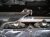 2025 Honda CR V Long Block Engine / Motor = 26k Mi 10002 69F A01 Replacement 2025 Honda CR V Long Block Engine / Motor = 26k Mi 10002 69F A01 Replacement thumbnail