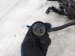 2015 Audi Q5 Audi Engine Wire Harness 2.0l Awd 8K1 971 074 AE Replacement 2015 Audi Q5 Audi Engine Wire Harness 2.0l Awd 8K1 971 074 AE Replacement thumbnail