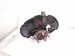 2018 Honda Civic Front Driver Spindle Knuckle Hub 51215 TGH A51 Replacement 2018 Honda Civic Front Driver Spindle Knuckle Hub 51215 TGH A51 Replacement thumbnail