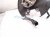 2021 Acura TLX Axle Stub Rear Passenger Spindle Knuckle Hub Awd 52210 TGY A01 Replacement 2021 Acura TLX Axle Stub Rear Passenger Spindle Knuckle Hub Awd 52210 TGY A01 Replacement thumbnail
