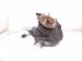 2023 Honda Accord Front Driver Spindle Knuckle Hub 51216 TVA A02 Replacement 2023 Honda Accord Front Driver Spindle Knuckle Hub 51216 TVA A02 Replacement thumbnail