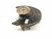 2024 Volkswagen Tiguan Front Driver Spindle Knuckle Hub Fwd 5Q0 407 621 F Replacement 2024 Volkswagen Tiguan Front Driver Spindle Knuckle Hub Fwd 5Q0 407 621 F Replacement thumbnail