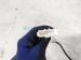 2018 Honda Civic Dash Instrument Wire Harness type R 32117 TGH A21 Replacement 2018 Honda Civic Dash Instrument Wire Harness type R 32117 TGH A21 Replacement thumbnail