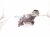2018 Honda Clarity Exhaust Manifold 18190 5WJ A00 Replacement 2018 Honda Clarity Exhaust Manifold 18190 5WJ A00 Replacement thumbnail