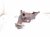 2018 Honda Clarity Exhaust Manifold 18190 5WJ A00 Replacement 2018 Honda Clarity Exhaust Manifold 18190 5WJ A00 Replacement thumbnail