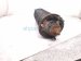 2018 Toyota Tacoma Front Passenger Strut Absorber + Spring 48510 04221 Replacement 2018 Toyota Tacoma Front Passenger Strut Absorber + Spring 48510 04221 Replacement thumbnail