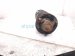 2018 Toyota Tacoma Front Driver Strut Absorber + Spring 48510 8Z360 Replacement 2018 Toyota Tacoma Front Driver Strut Absorber + Spring 48510 8Z360 Replacement thumbnail