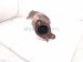 2018 Toyota Tacoma Driver Exhaust Manifold 17150 0P320 Replacement 2018 Toyota Tacoma Driver Exhaust Manifold 17150 0P320 Replacement thumbnail