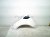 2020 Land Rover Range Rover Sport Front Driver Fender White *charred LR100545 Replacement 2020 Land Rover Range Rover Sport Front Driver Fender White *charred LR100545 Replacement thumbnail