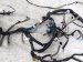 2018 Honda Clarity Dash Instrument Wire Harness Fwd 32117 TRW A00 Replacement 2018 Honda Clarity Dash Instrument Wire Harness Fwd 32117 TRW A00 Replacement thumbnail