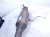 2023 Dodge Ram 1500 Driver Catalytic Converter 3.6l 4x2 68249199AA Replacement 2023 Dodge Ram 1500 Driver Catalytic Converter 3.6l 4x2 68249199AA Replacement thumbnail