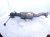 2023 Dodge Ram 1500 Passenger Catalytic Converter 3.6l 4x2 68249198AA Replacement 2023 Dodge Ram 1500 Passenger Catalytic Converter 3.6l 4x2 68249198AA Replacement thumbnail