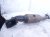 2023 Dodge Ram 1500 Passenger Catalytic Converter 3.6l 4x2 68249198AA Replacement 2023 Dodge Ram 1500 Passenger Catalytic Converter 3.6l 4x2 68249198AA Replacement thumbnail