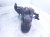 2018 Honda Civic Spindle / / Hub Front Driver Strut Knuckle Fork Only 51280 TGH A01 Replacement 2018 Honda Civic Spindle / / Hub Front Driver Strut Knuckle Fork Only 51280 TGH A01 Replacement thumbnail