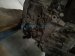 2025 Honda Pilot Automatic Transmission = 20k Mi 2002C 6FD A00 Replacement 2025 Honda Pilot Automatic Transmission = 20k Mi 2002C 6FD A00 Replacement thumbnail
