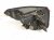 2025 Honda Pilot Light / Rear Passenger Tail Lamp (on Body) 33500 T90 A01 Replacement 2025 Honda Pilot Light / Rear Passenger Tail Lamp (on Body) 33500 T90 A01 Replacement thumbnail