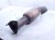 2021 Acura TLX Catalytic Exhaust Lower Converter 3.0l Type S 18150 6S9 A00 Replacement 2021 Acura TLX Catalytic Exhaust Lower Converter 3.0l Type S 18150 6S9 A00 Replacement thumbnail