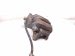 2020 Honda Odyssey Core Front Passenger Brake Caliper 45018 THR A01 Replacement 2020 Honda Odyssey Core Front Passenger Brake Caliper 45018 THR A01 Replacement thumbnail