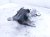 2021 Acura TLX Engine/motor Driver Engine Mount 3.0l Awd 50870 TGZ A01 Replacement 2021 Acura TLX Engine/motor Driver Engine Mount 3.0l Awd 50870 TGZ A01 Replacement thumbnail