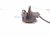 2013 Lexus Gs350 Core Rear Driver Brake Caliper 47850 30350 Replacement 2013 Lexus Gs350 Core Rear Driver Brake Caliper 47850 30350 Replacement thumbnail