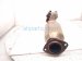 2013 Lexus Gs350 Rear Exhaust Manifold 17140 31790 Replacement 2013 Lexus Gs350 Rear Exhaust Manifold 17140 31790 Replacement thumbnail