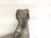 2011 BMW 750li Rear Driver Lower Control Arm 33 32 6 865 897 Replacement 2011 BMW 750li Rear Driver Lower Control Arm 33 32 6 865 897 Replacement thumbnail