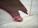 2016 Honda Accord Front Driver Fender Red 60261 T3L A90ZZ Replacement 2016 Honda Accord Front Driver Fender Red 60261 T3L A90ZZ Replacement thumbnail