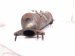 2017 Chevy Malibu Catalytic Converter 1.5t Fwd 12667331 Replacement 2017 Chevy Malibu Catalytic Converter 1.5t Fwd 12667331 Replacement thumbnail