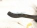2011 BMW 750li Reserve Bottle / Tank Power Steering Fluid Reservoir 32416776240 Replacement 2011 BMW 750li Reserve Bottle / Tank Power Steering Fluid Reservoir 32416776240 Replacement thumbnail