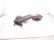 2000 Toyota Tacoma Exhaust Manifold 17141 75030 Replacement 2000 Toyota Tacoma Exhaust Manifold 17141 75030 Replacement thumbnail
