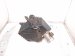 2000 Toyota Tacoma Air Cleaner Intake Box 17700 0C020 Replacement 2000 Toyota Tacoma Air Cleaner Intake Box 17700 0C020 Replacement thumbnail