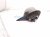 2000 Toyota Tacoma Rear Driver Side View Mirror Black 87940 04090 Replacement 2000 Toyota Tacoma Rear Driver Side View Mirror Black 87940 04090 Replacement thumbnail