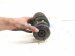 2025 Honda Pilot Strut / / Shock Absorber Rear Passenger Coil Spring Awd 52670 TYA A02 Replacement 2025 Honda Pilot Strut / / Shock Absorber Rear Passenger Coil Spring Awd 52670 TYA A02 Replacement thumbnail