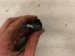 2025 Honda Pilot Front Upper Air Fuel Oxygen Sensor 36531 6FB A01 Replacement 2025 Honda Pilot Front Upper Air Fuel Oxygen Sensor 36531 6FB A01 Replacement thumbnail