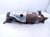 2025 Honda Civic Exhaust Manifold 2.0l W/o Hybrid 18150 6MD A00 Replacement 2025 Honda Civic Exhaust Manifold 2.0l W/o Hybrid 18150 6MD A00 Replacement thumbnail