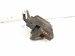 2011 BMW 750li Rear Driver Brake Caliper 34 21 6 786 831 Replacement 2011 BMW 750li Rear Driver Brake Caliper 34 21 6 786 831 Replacement thumbnail