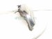 2016 Honda Accord Headlight Driver Headlamp / Light Halogen 33150 T3L A21 Replacement 2016 Honda Accord Headlight Driver Headlamp / Light Halogen 33150 T3L A21 Replacement thumbnail