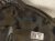 2016 Honda Accord Headlight Driver Headlamp / Light Halogen 33150 T3L A21 Replacement 2016 Honda Accord Headlight Driver Headlamp / Light Halogen 33150 T3L A21 Replacement thumbnail