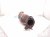 2018 Toyota Tacoma Passenger Exhaust Manifold 3.5l 17140 0P320 Replacement 2018 Toyota Tacoma Passenger Exhaust Manifold 3.5l 17140 0P320 Replacement thumbnail