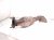 2018 Toyota Tacoma Passenger Exhaust Manifold 3.5l 17140 0P320 Replacement 2018 Toyota Tacoma Passenger Exhaust Manifold 3.5l 17140 0P320 Replacement thumbnail